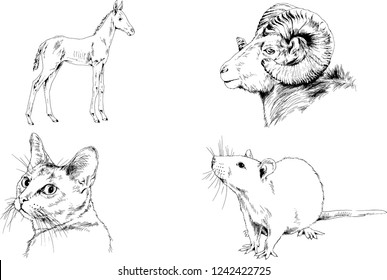 Set of vector drawings of different animals, hand-drawn sketches, objects with no background