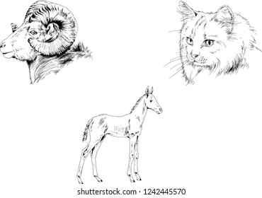 Set of vector drawings of different animals, hand-drawn sketches, objects with no background