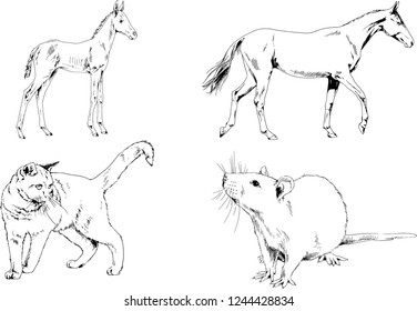 Set of vector drawings of different animals, hand-drawn sketches, objects with no background