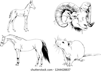 Set of vector drawings of different animals, hand-drawn sketches, objects with no background