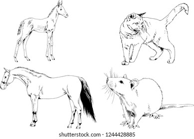 Set of vector drawings of different animals, hand-drawn sketches, objects with no background