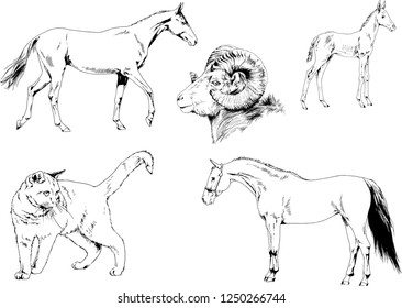 Set of vector drawings of different animals, hand-drawn sketches, objects with no background