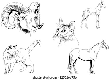 Set of vector drawings of different animals, hand-drawn sketches, objects with no background