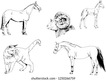 Set of vector drawings of different animals, hand-drawn sketches, objects with no background