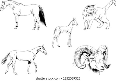 Set of vector drawings of different animals, hand-drawn sketches, objects with no background
