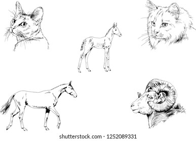 Set of vector drawings of different animals, hand-drawn sketches, objects with no background