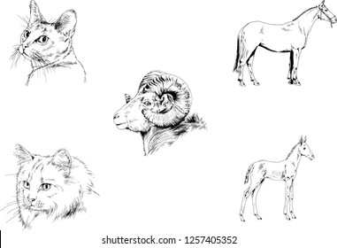 Set of vector drawings of different animals, hand-drawn sketches, objects with no background