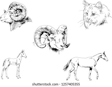 Set of vector drawings of different animals, hand-drawn sketches, objects with no background