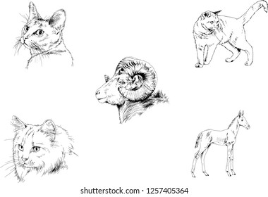 Set of vector drawings of different animals, hand-drawn sketches, objects with no background