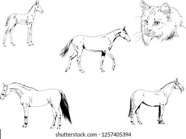 Set of vector drawings of different animals, hand-drawn sketches, objects with no background