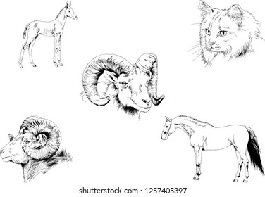 Set of vector drawings of different animals, hand-drawn sketches, objects with no background