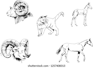 Set of vector drawings of different animals, hand-drawn sketches, objects with no background