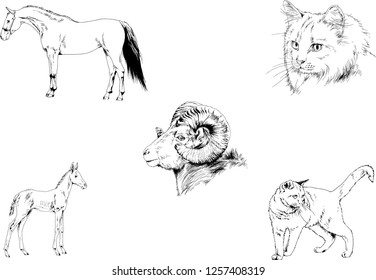 Set of vector drawings of different animals, hand-drawn sketches, objects with no background