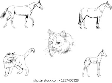 Set of vector drawings of different animals, hand-drawn sketches, objects with no background