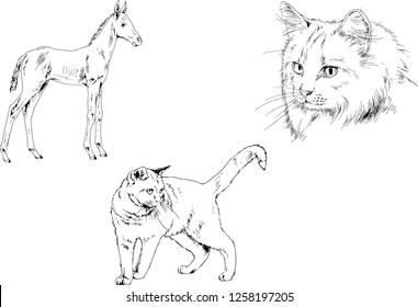 Set of vector drawings of different animals, hand-drawn sketches, objects with no background