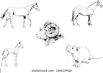 Set of vector drawings of different animals, hand-drawn sketches, objects with no background