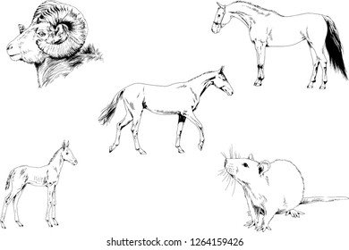 Set of vector drawings of different animals, hand-drawn sketches, objects with no background