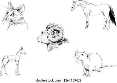 Set of vector drawings of different animals, hand-drawn sketches, objects with no background