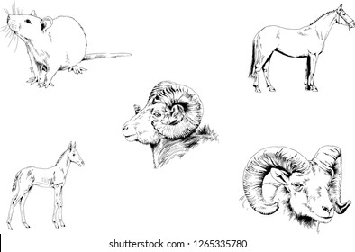 Set of vector drawings of different animals, hand-drawn sketches, objects with no background