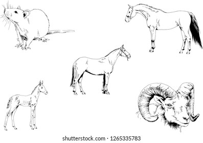 Set of vector drawings of different animals, hand-drawn sketches, objects with no background