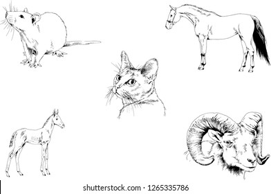 Set of vector drawings of different animals, hand-drawn sketches, objects with no background