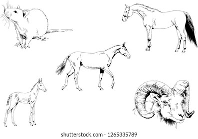 Set of vector drawings of different animals, hand-drawn sketches, objects with no background