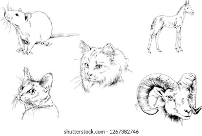 Set of vector drawings of different animals, hand-drawn sketches, objects with no background