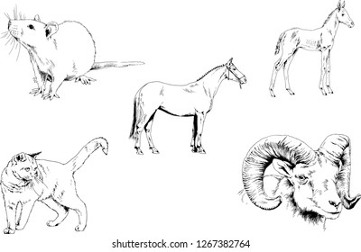 Set of vector drawings of different animals, hand-drawn sketches, objects with no background