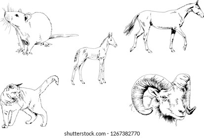 Set of vector drawings of different animals, hand-drawn sketches, objects with no background