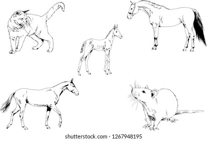 Set of vector drawings of different animals, hand-drawn sketches, objects with no background