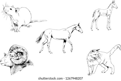 Set of vector drawings of different animals, hand-drawn sketches, objects with no background