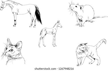 Set of vector drawings of different animals, hand-drawn sketches, objects with no background