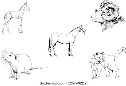 Set of vector drawings of different animals, hand-drawn sketches, objects with no background