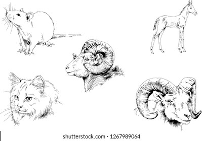 Set of vector drawings of different animals, hand-drawn sketches, objects with no background