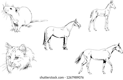 Set of vector drawings of different animals, hand-drawn sketches, objects with no background