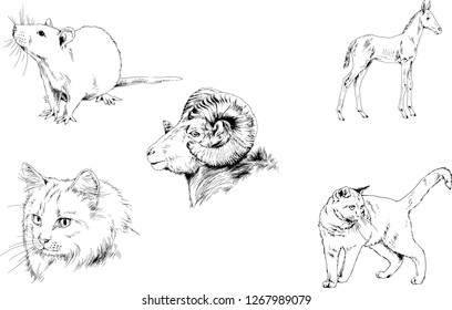 Set of vector drawings of different animals, hand-drawn sketches, objects with no background