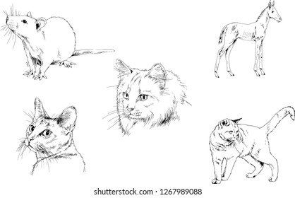 Set of vector drawings of different animals, hand-drawn sketches, objects with no background