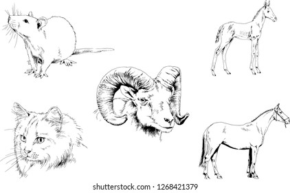 Set of vector drawings of different animals, hand-drawn sketches, objects with no background