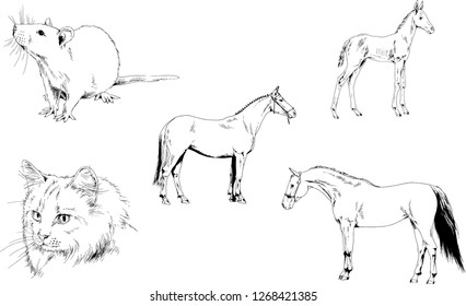 Set of vector drawings of different animals, hand-drawn sketches, objects with no background