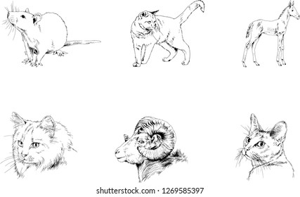 Set of vector drawings of different animals, hand-drawn sketches, objects with no background