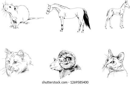Set of vector drawings of different animals, hand-drawn sketches, objects with no background