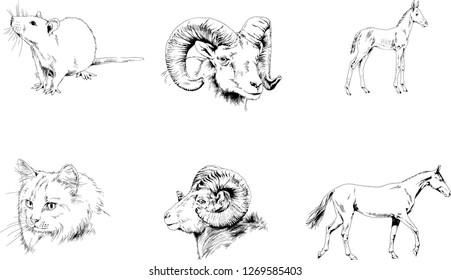 Set of vector drawings of different animals, hand-drawn sketches, objects with no background