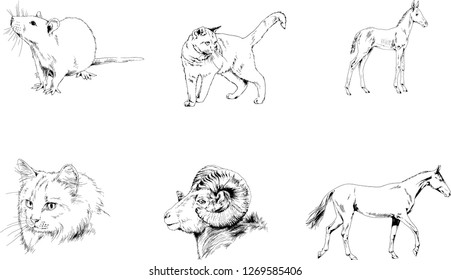 Set of vector drawings of different animals, hand-drawn sketches, objects with no background