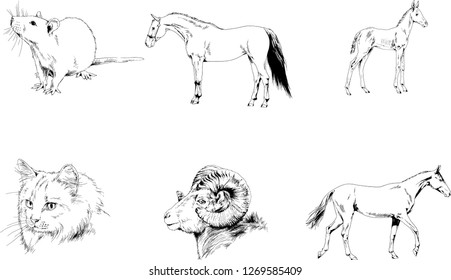 Set of vector drawings of different animals, hand-drawn sketches, objects with no background