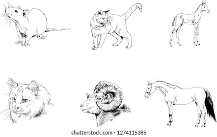 Set of vector drawings of different animals, hand-drawn sketches, objects with no background