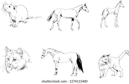 Set of vector drawings of different animals, hand-drawn sketches, objects with no background