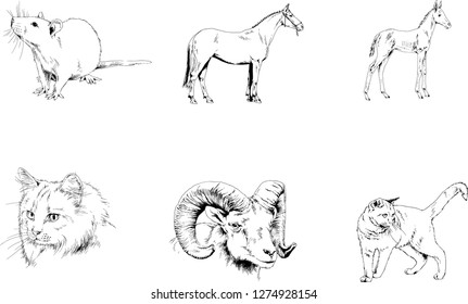 Set of vector drawings of different animals, hand-drawn sketches, objects with no background