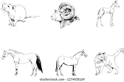 Set of vector drawings of different animals, hand-drawn sketches, objects with no background