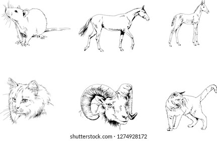 Set of vector drawings of different animals, hand-drawn sketches, objects with no background