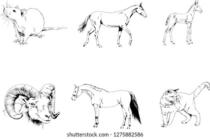 Set of vector drawings of different animals, hand-drawn sketches, objects with no background